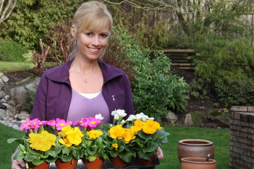 A woman with blonde hair wearing a purple jacket and a white top is standing in a garden, smiling while holding a tray of colorful potted primroses in yellow, white, and pink. The garden features a lush green lawn bordered by a variety of shrubs and plants, with a stone pathway and steps leading up a gentle slope in the background. To her right, there is a large empty terracotta garden pot placed on the grass, indicating ongoing gardening or planting activity. The scene is set outdoors on a clear day, with natural light enhancing the vibrant colors of the flowers and greenery, showcasing a well-maintained outdoor space suitable for gardening and landscaping services in Norbiton or nearby areas.