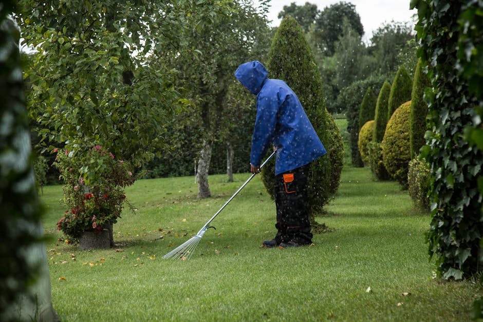 A person wearing a blue raincoat with the hood up and black trousers is engaged in garden maintenance, trimming the grass with a handheld rake on a lush, well-maintained lawn. The garden features neat